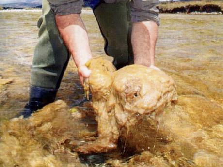 Micro alga sería traída por pescadores extranjeros que llegan a la zona