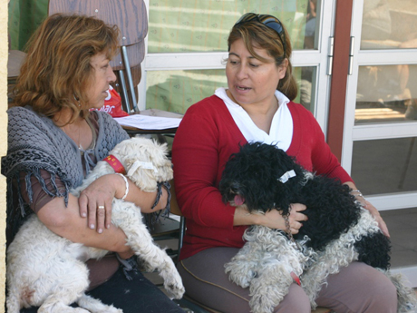 Más de 520 perros han sido esterilizados en Antofagasta