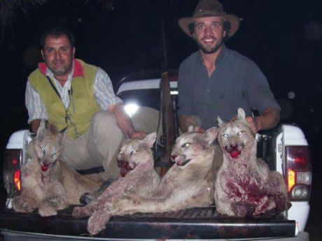 Ambientalista denuncia que hasta 500 pumas matan al año en Chile