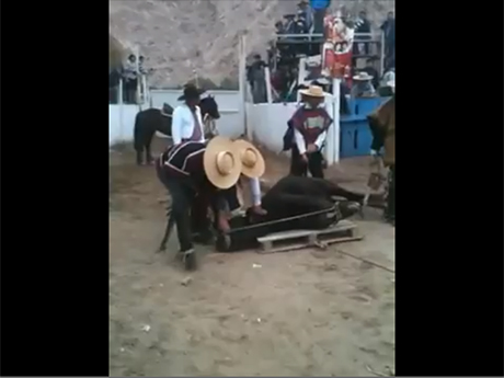 Antofagastinos denunciaron maltrato a animales en el Club de Rodeo