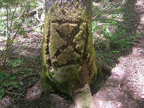 Con cámaras térmicas buscarán a los turistas extranjeros perdidos en Villarrica