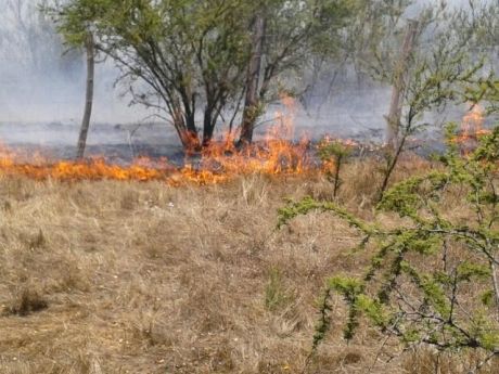 Un incendio forestal consumió 42.7 hectáreas de pastizal, matorral y eucalipto en Los Molles en Quilpué Un incendio forestal consumió 42.7 hectáreas de pastizal, matorral y eucalipto en Los Molles en Quilpué