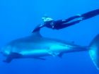 Una joven hawaiana nadó con un tiburón blanco como si fuese un delfín