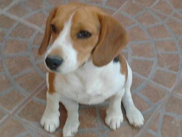 Buscan a perrita Beagle perdida en Copiapó | soychile.cl