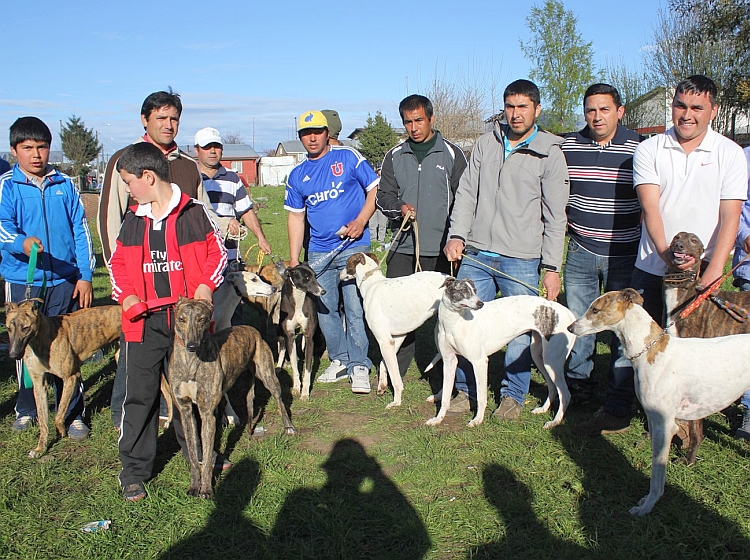 Con carreras de galgos celebraron Fiestas Patrias en Nueva Imperial soychile.cl