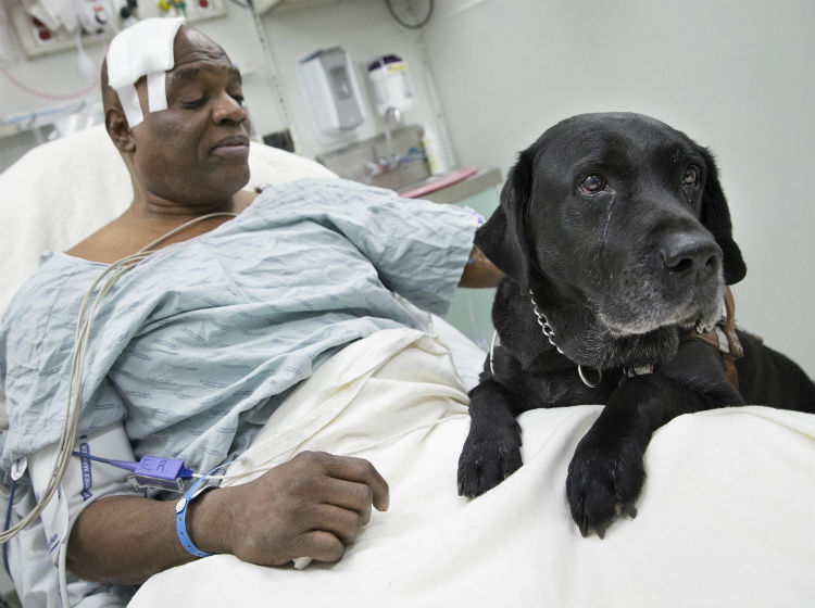 Un labrador saltó a las vías del metro de Nueva York para intentar