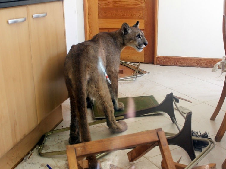 Después de cinco horas y ocho dardos pudieron sacar al puma de una casa en Lo Curro