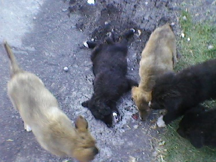 Reforma Ley Tráfico 2014:  Consecuencias De Atropellar Un Animal - n0r8tj8