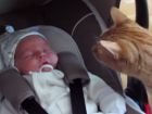 Mira la cara de extrañado de este gato cuando conoce a un bebé
