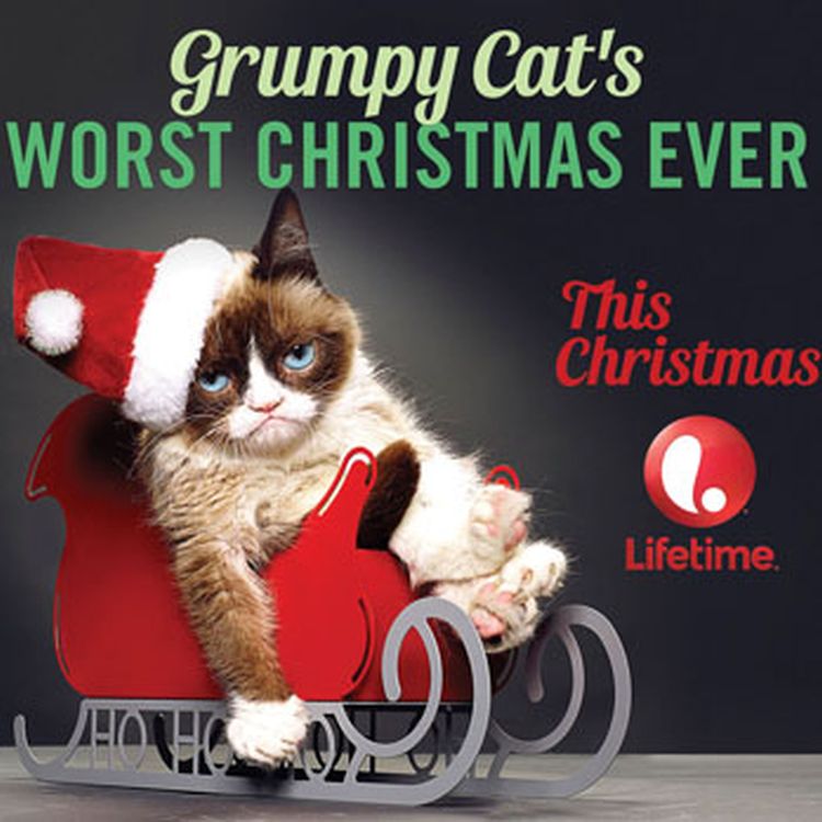 De meme a estrella de cine: harán una película de Grumpy Cat
