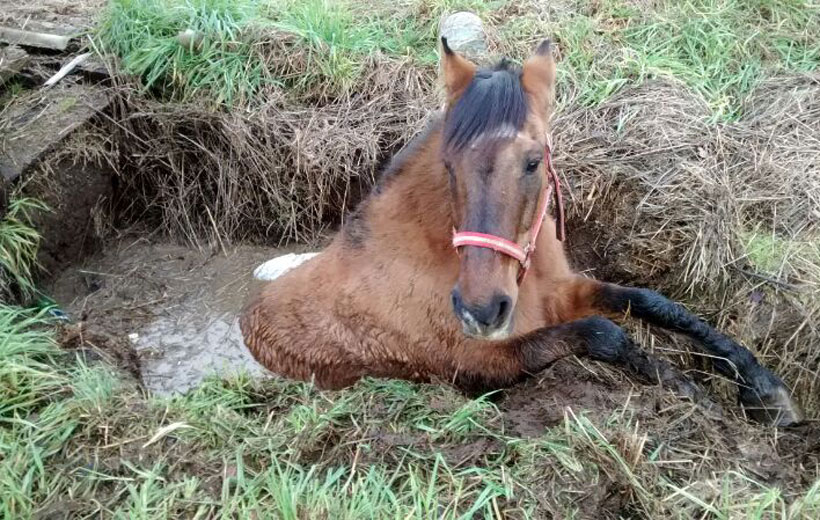 Rescataron a un caballo que cayó a un pozo negro en el sector Rahue Alto