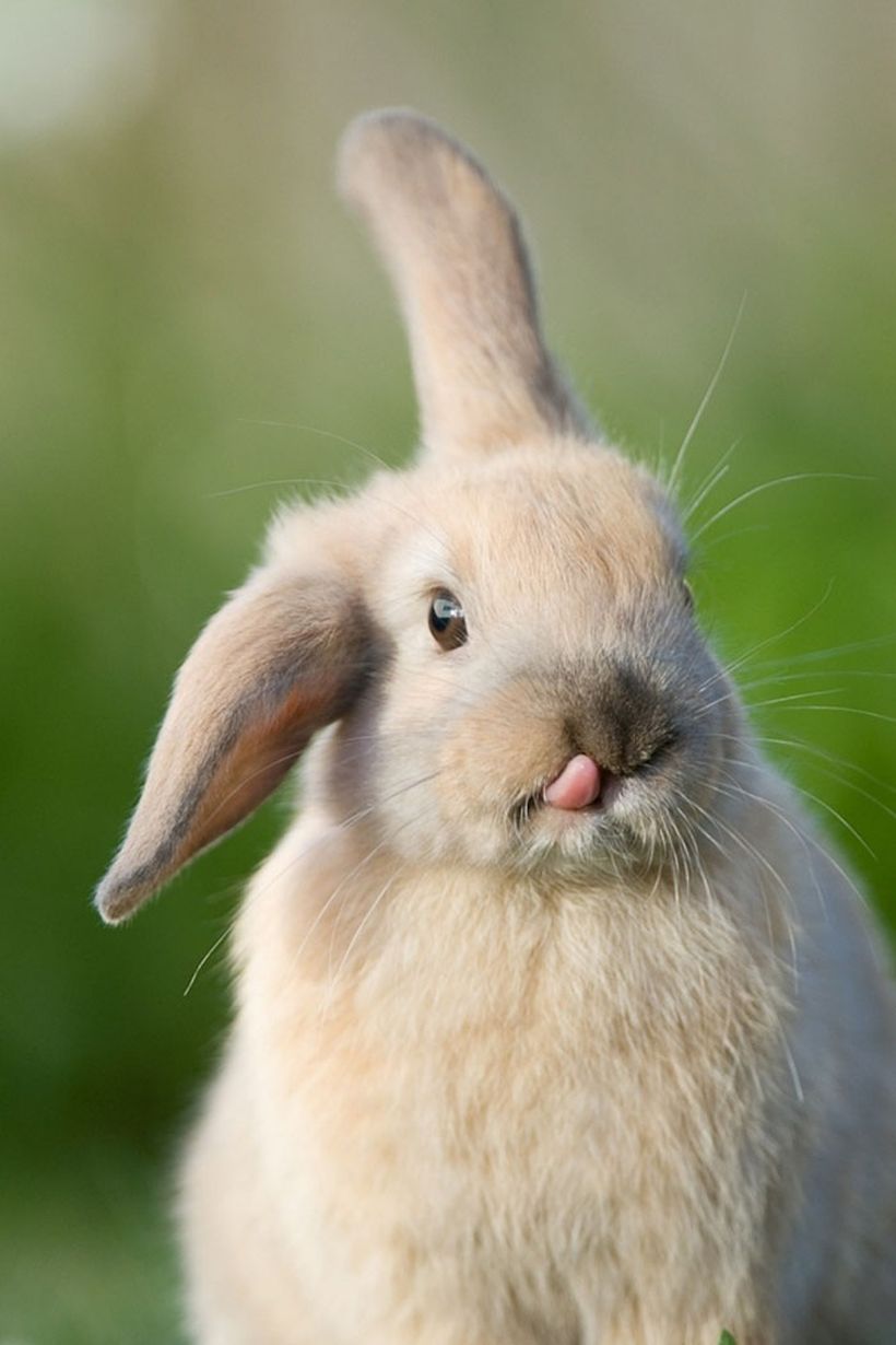 Buenos días!: no te pierdas a estos 24 lindos animales con la lengua afuera