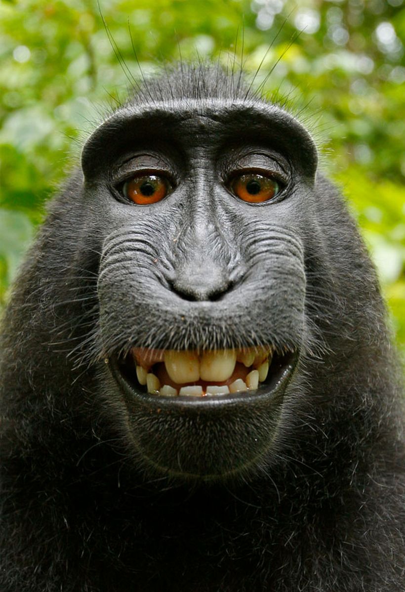 Esta Famosa Selfie De Un Mono Causa Pol mica Por Derechos De Autor 