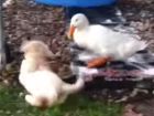 Pato vs. Perro: ¿quién gana está imposible, pero real pelea?