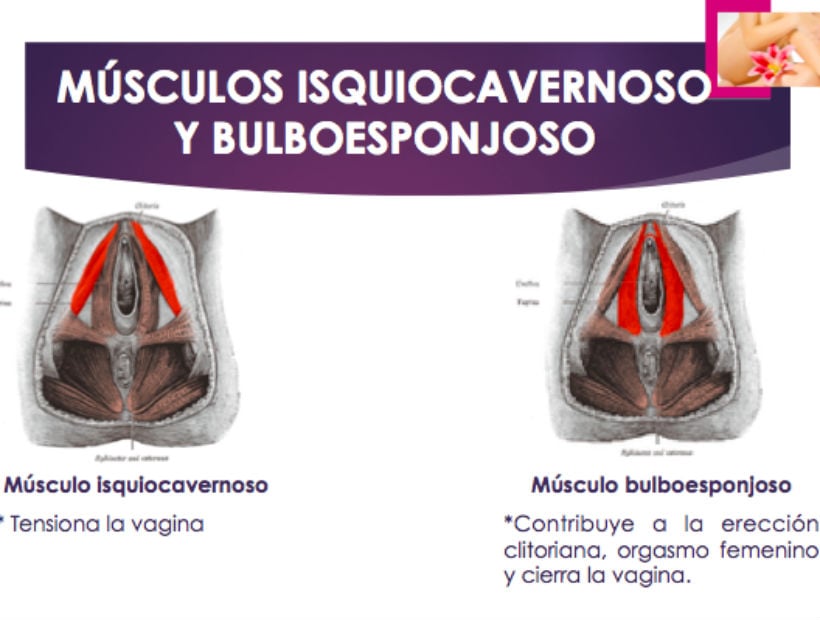 músculo isquiocavernoso