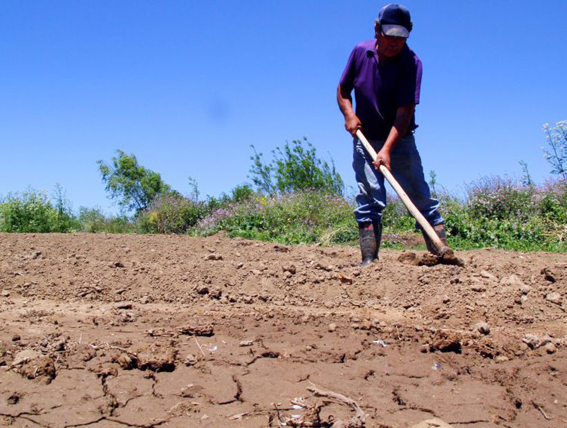 Ministerio De Agricultura Declara Emergencia Agr Cola En Toda La