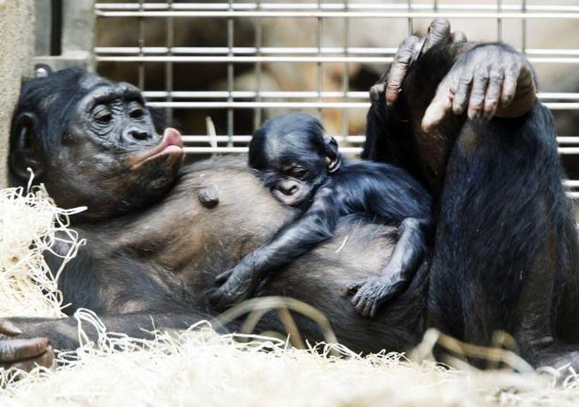 El zoológico de Frankfurt presenta a la adorable cría de uno de sus chimpancés pigmeos
