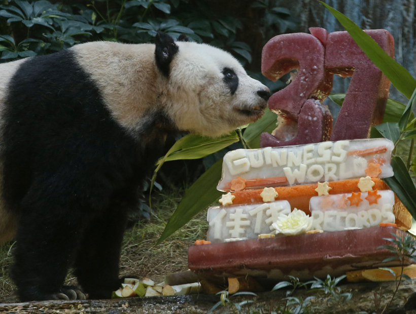 La panda más vieja del mundo cumplió 37 años con dos récords Guinness