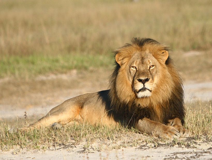 Zimbabwe prohibió la caza de elefantes y leones tras el asesinato de 