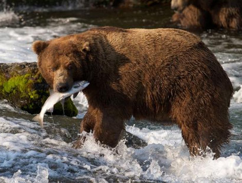 Un hombre se disfrazó de oso para acosar a hembra con oseznos en Alaska
