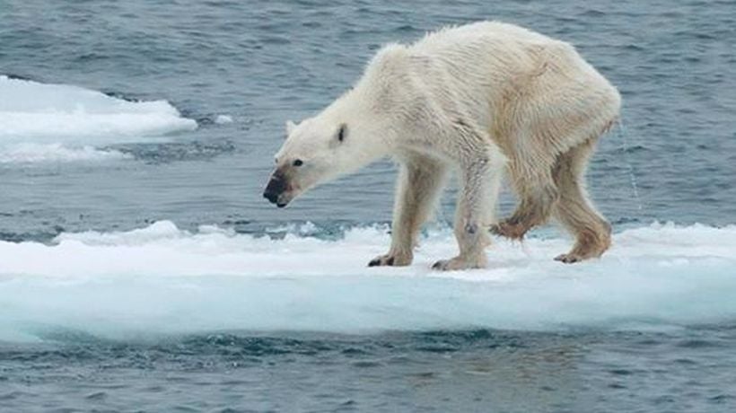 La foto de la osa polar desnutrida que está dando la vuelta al mundo