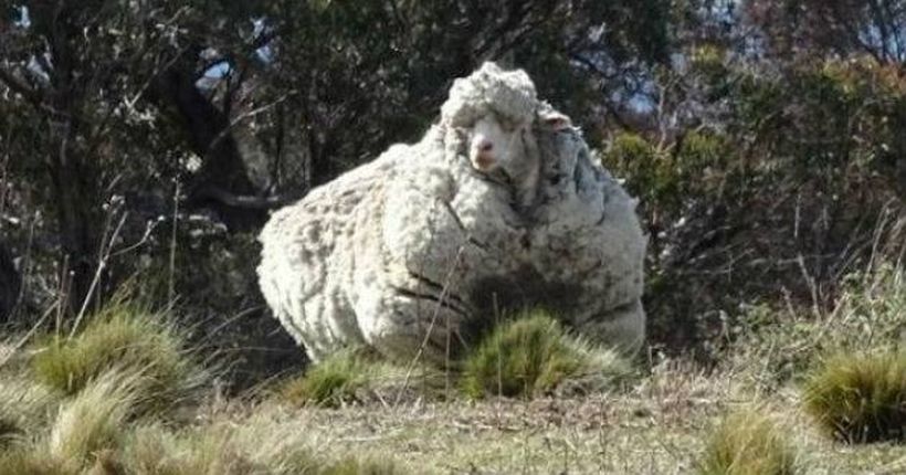 Encuentran a una oveja sin esquilar hace cinco años y tenía ¡40 kilos de lana!