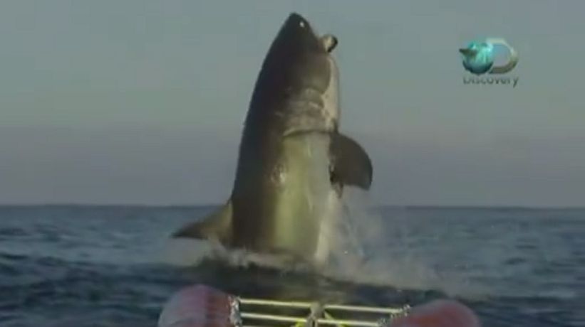 ¿Habías visto un tiburón de este tamaño? seguro pondrás la misma cara que estos presentadores de TV