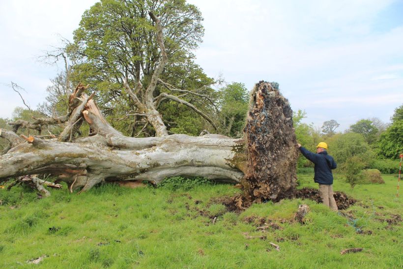 Tormenta botó un árbol y dejó al descubierto un violento crimen en Irlanda