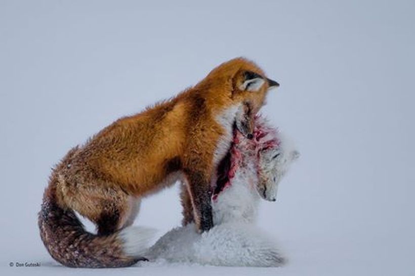 La historia tras la increíble imagen que ganó el concurso de fotografías de vida salvaje