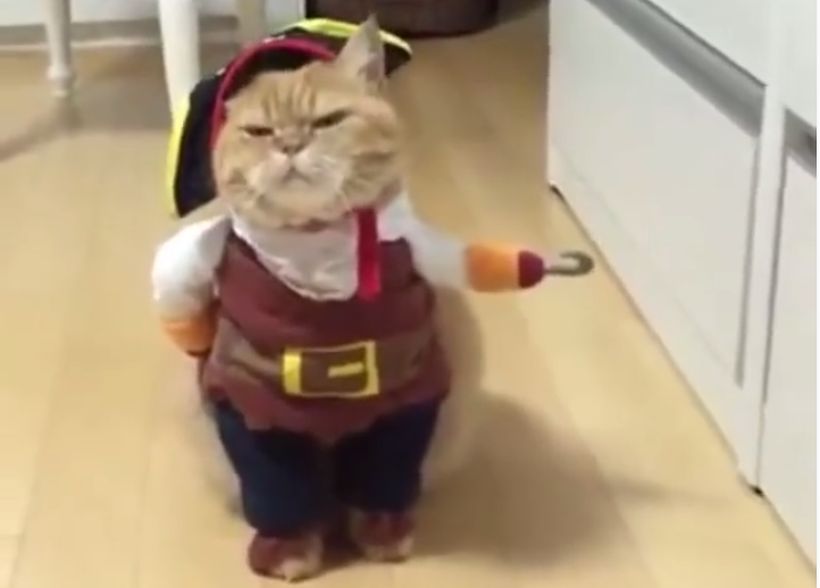 Este divertido disfraz para gatos la rompe en las redes sociales