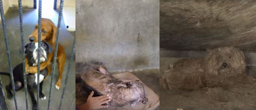 Estas lindas historias de perros rescatados te conmoverán