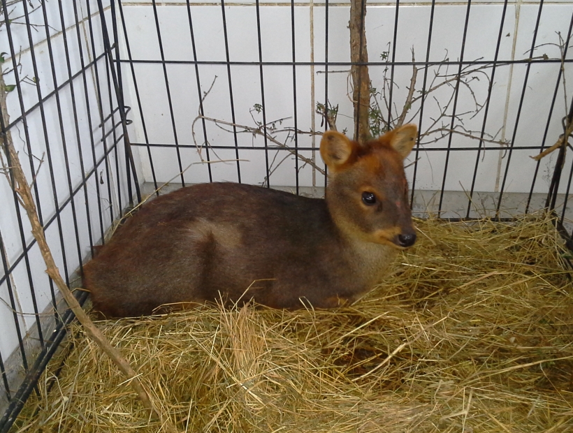 Taxi San Antonio >> La pudú preñada hallada en Puerto Montt retornó a su hábitat en el parque Alerce Andino ... Taxi San Antonio >> La pudú preñada hallada en Puerto Montt retornó a su hábitat en el parque Alerce Andino ...