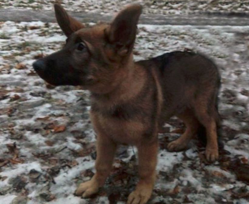 Rusia le regaló un cachorro a Francia para reemplazar al perro policía que murió en Saint Denis