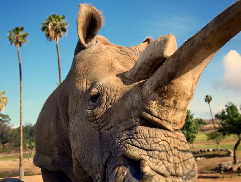 Murió un rinoceronte blanco en EE.UU y quedan tres ejemplares en el mundo