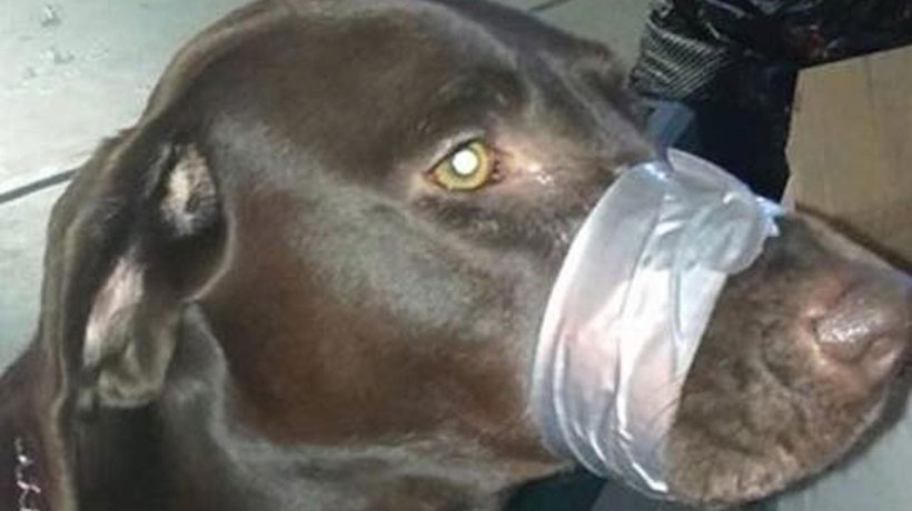 Mujer que amarró hocico de su perro y lo posteó en Facebook enfrenta 150 días de cárcel por maltrato animal