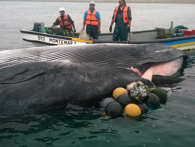 Pescadores encontraron una ballena muerta en las costas de Tongoy