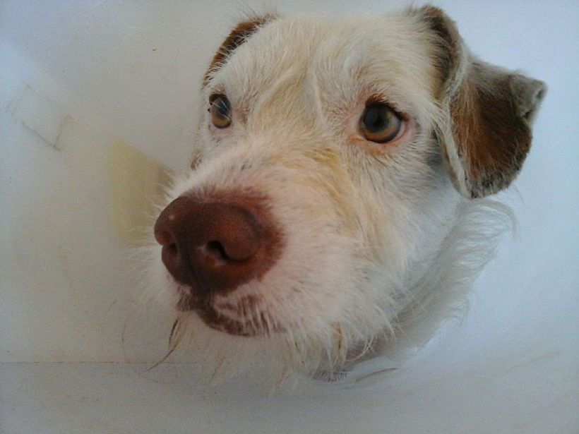Dieron de alta a Polaco, el perro que fue quemado por un mesero de un restaurante de Santiago