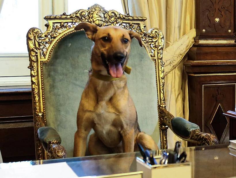 Macri presentó a su perro sentado en el sillón presidencial de Argentina