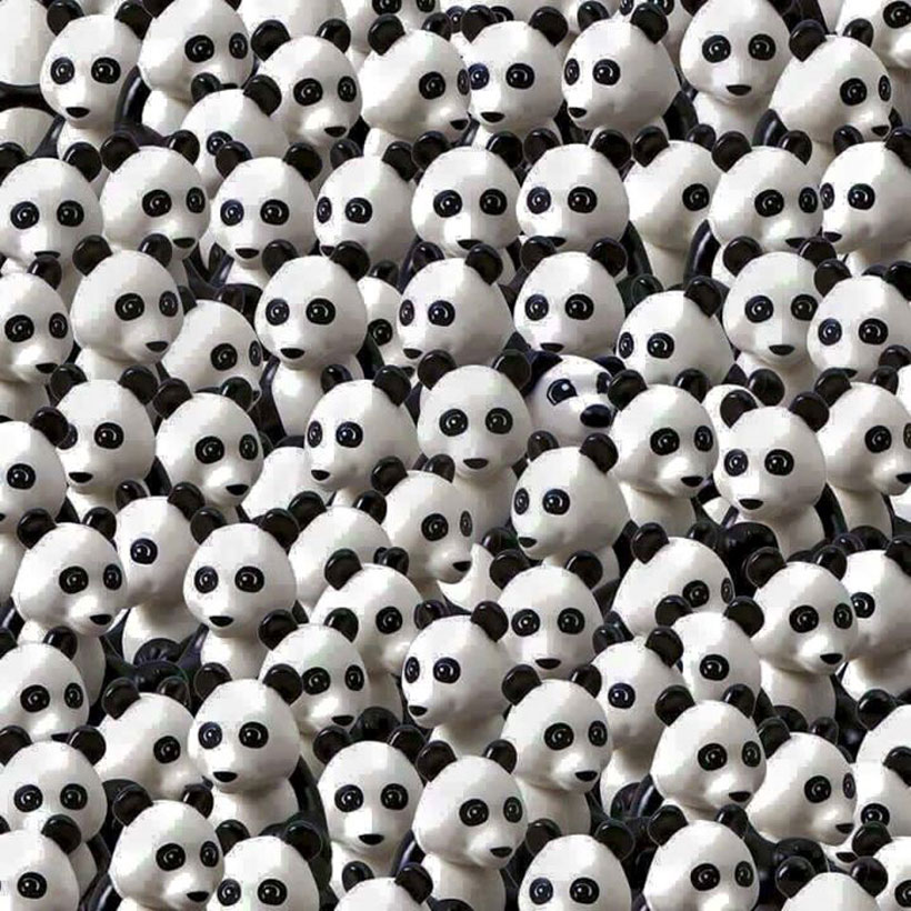 Nuevo desafío viral: encuentra al perro entre los pandas