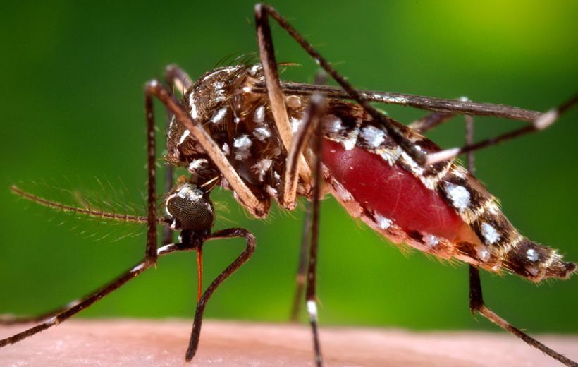 Guía para entender la amenaza del virus Zika