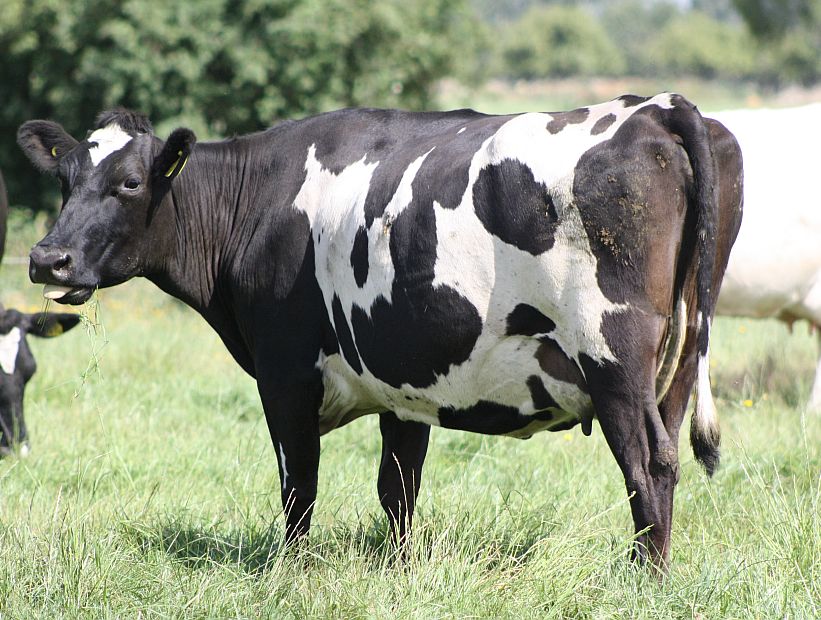 Soprole descarta participar en “supuesta colusión del mercado lácteo”