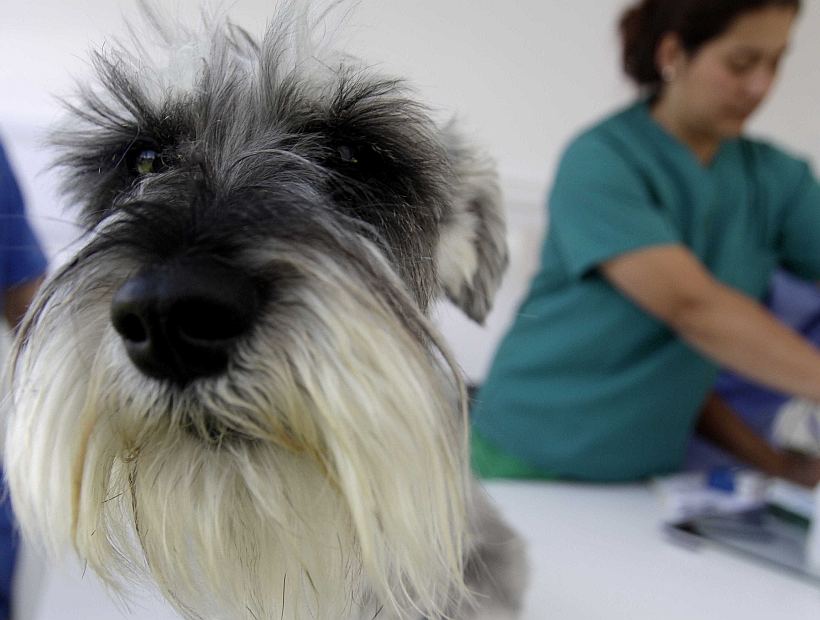 El ISP entregará autorizaciones provisorias para que los veterinarios regularicen sus botiquines