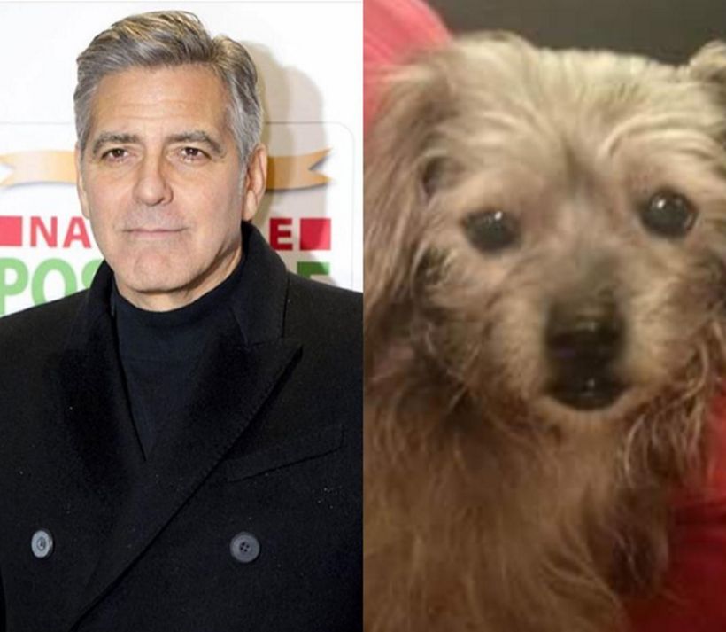 George Clooney se ganó el cielo: adoptó al perro que nadie quería