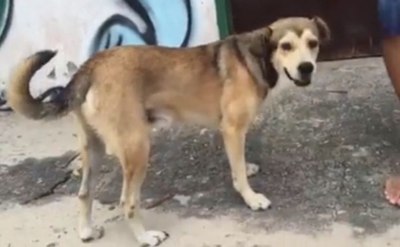 Indignación por video que muestra a un perro enfermo que se mueve al ritmo del reggae