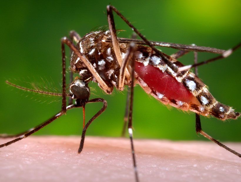 Zika: la OMS decide hoy si dicta emergencia sanitaria mundial