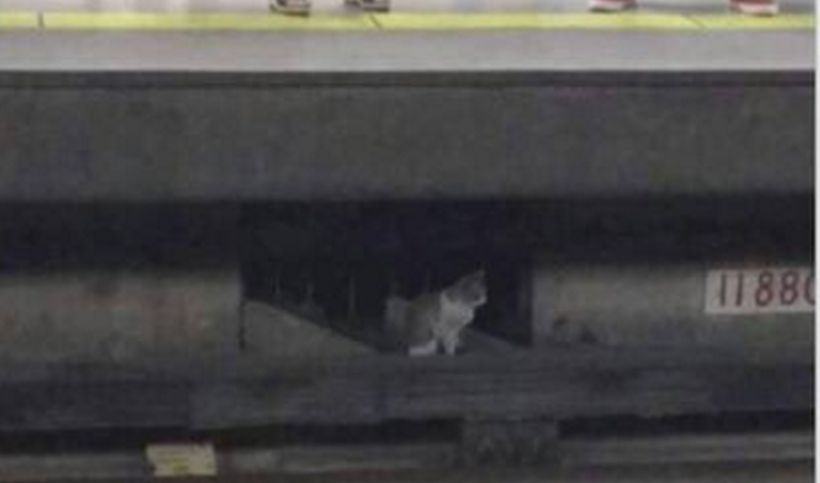 Gatito atrapado en Estación Santa Ana fue rescatado por personal de Metro de Santiago