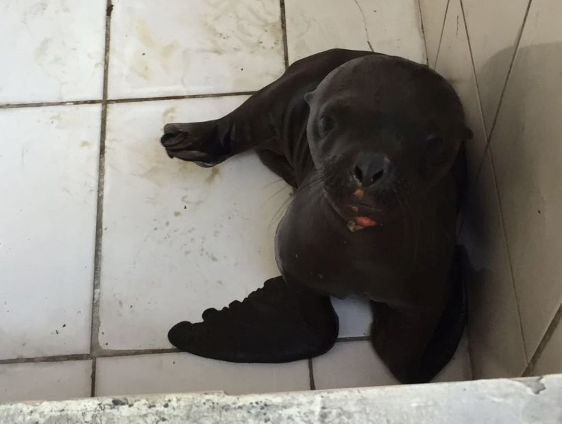 Ambientalistas iquiqueños devolvieron al mar a lobo marino con arriesgada maniobra