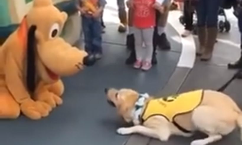 Video muestra la reacción de un perro guía que conoce a Pluto