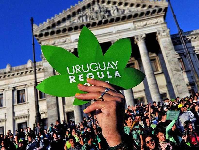 Uruguay inició producción de marihuana en predios autorizados por el Gobierno