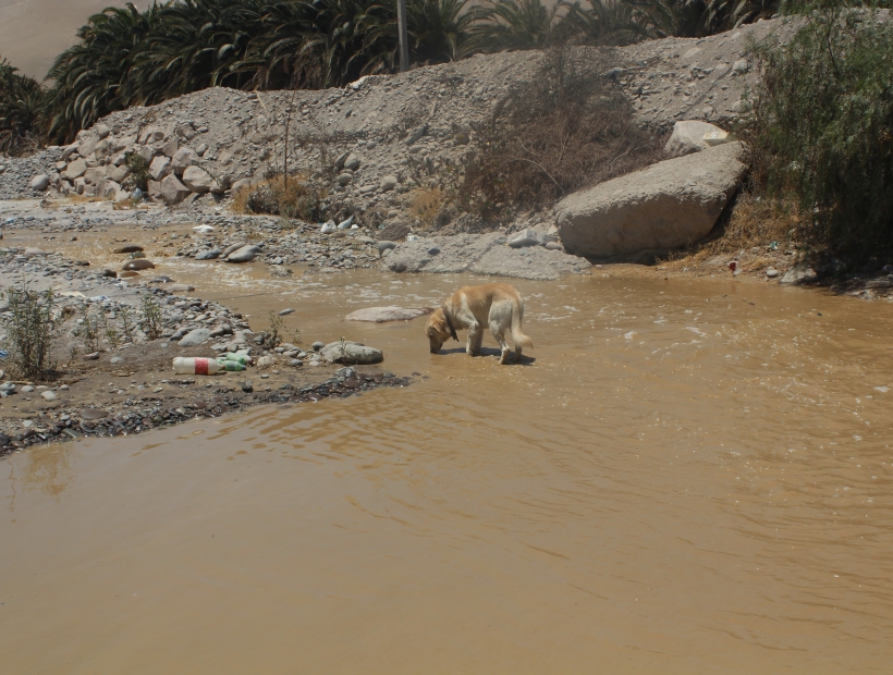Rio San José comenzó a bajar por su caudal amenazando con llegar a las